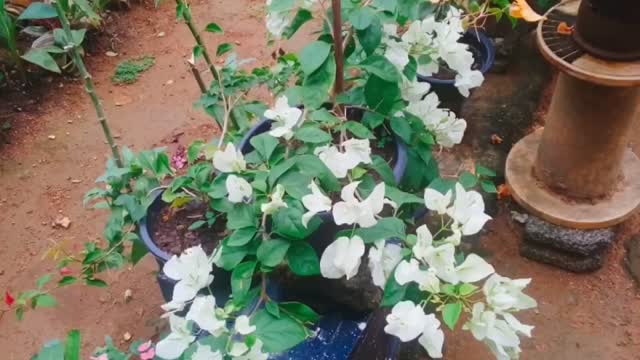 My home garden