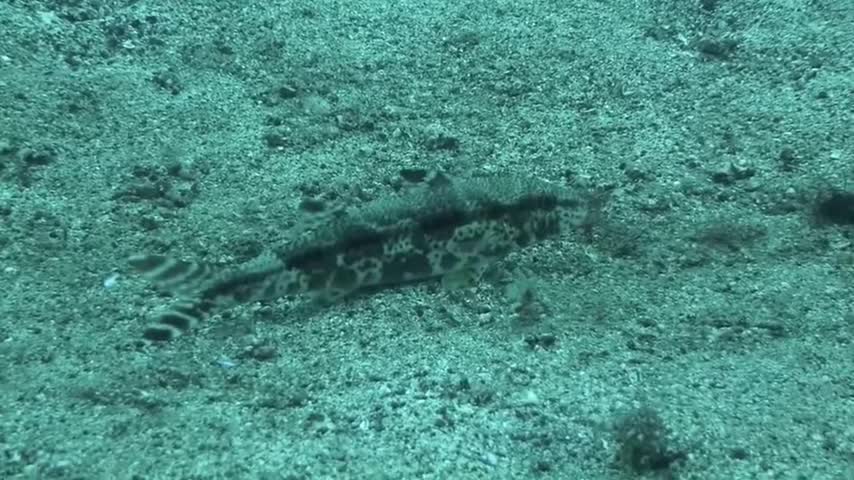 Trip Ended With Expert Divers In Special Park Utoliodi