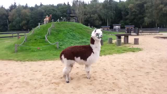 ein lama