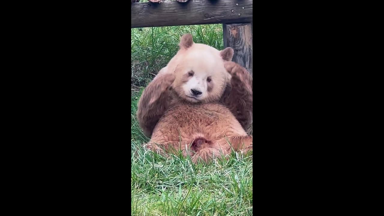 Brown giant panda