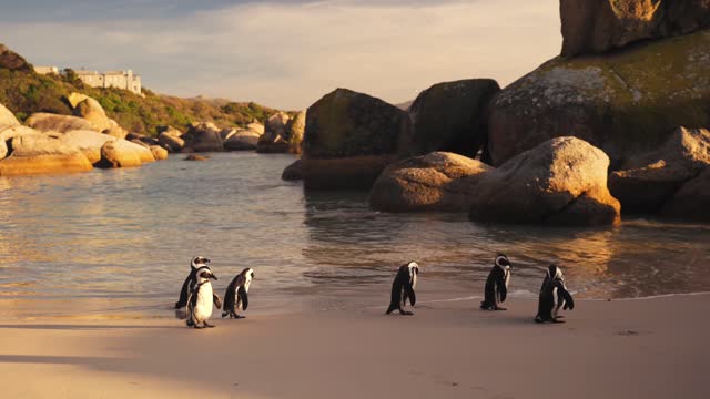 Cute penguin walking on the beach | enjoying the weather