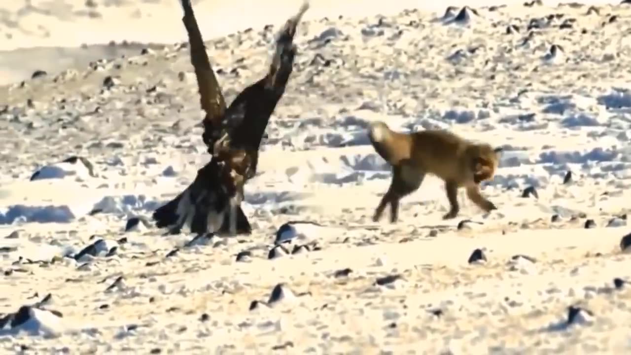 8 Times Wild Animals Surrounds Its Prey So It Can't Escape