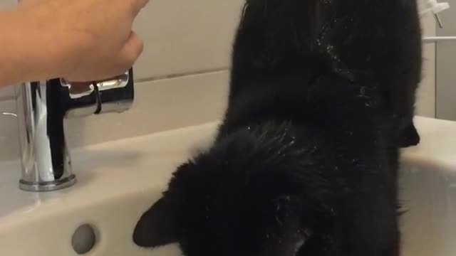 A black cat freaks out when he gets wet