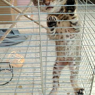 Poor Kitty crying in cage