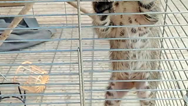 Poor Kitty crying in cage