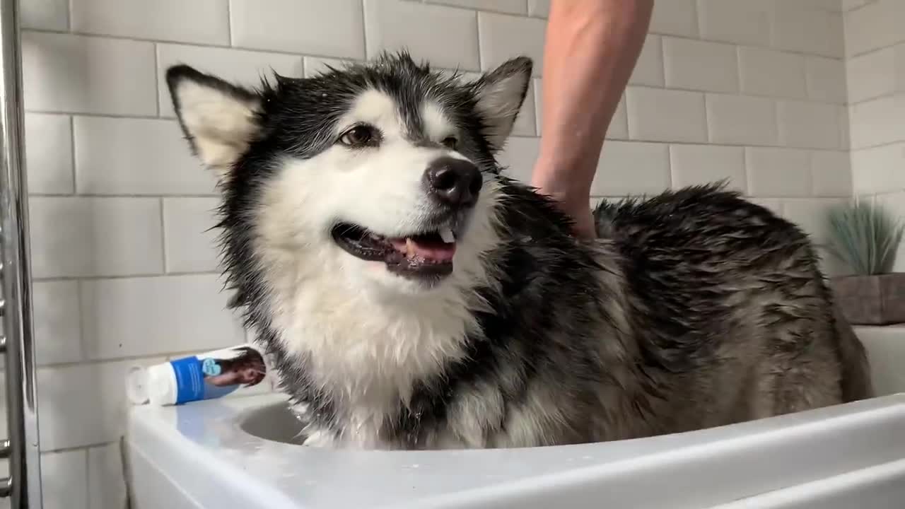 Alaskan Malamute Bath Time! Naughty Niko Rolled In Poo!-19