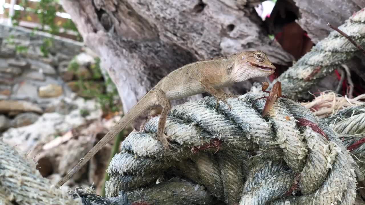 Lizard on a rope