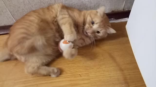 Orange cat playing