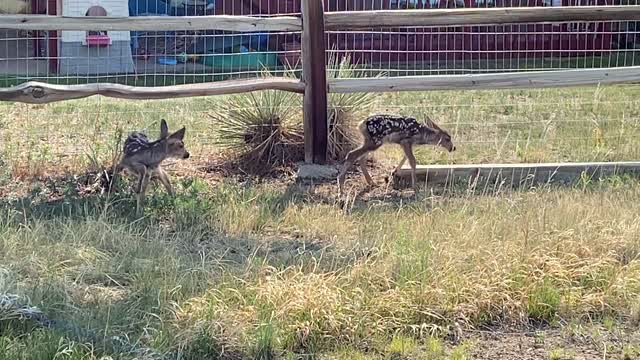 two fawns, day one