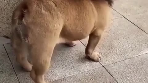 🤣Funny dog video🤣/ #shorts