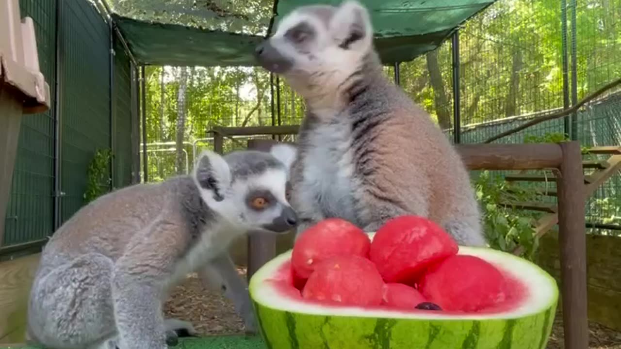 Mama ring-tailed lemur, Felana, celebrated her fifth birthday today! 🎂🍉