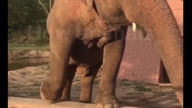 Elephant Enjoying