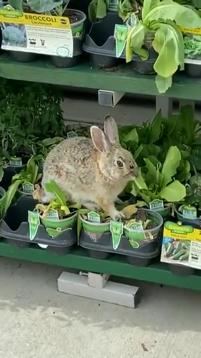 Bunny Eating Plants At Home Depot