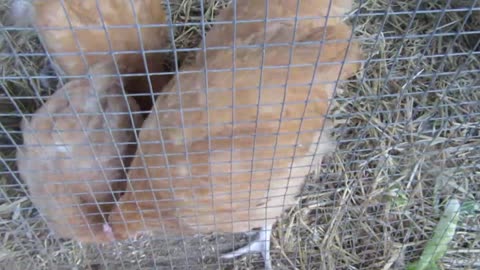 White Bobwhites and Valley quails