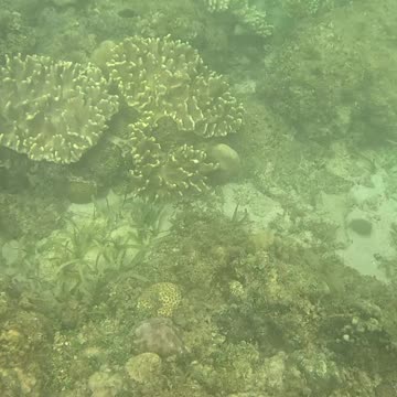 Snorkeling Adventures Philippines. Nice new corals