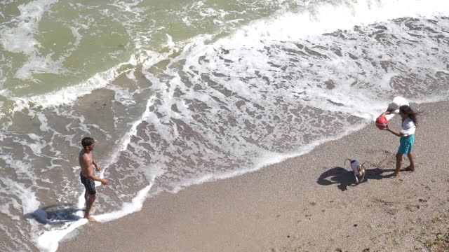 Cute dog plays in the beach