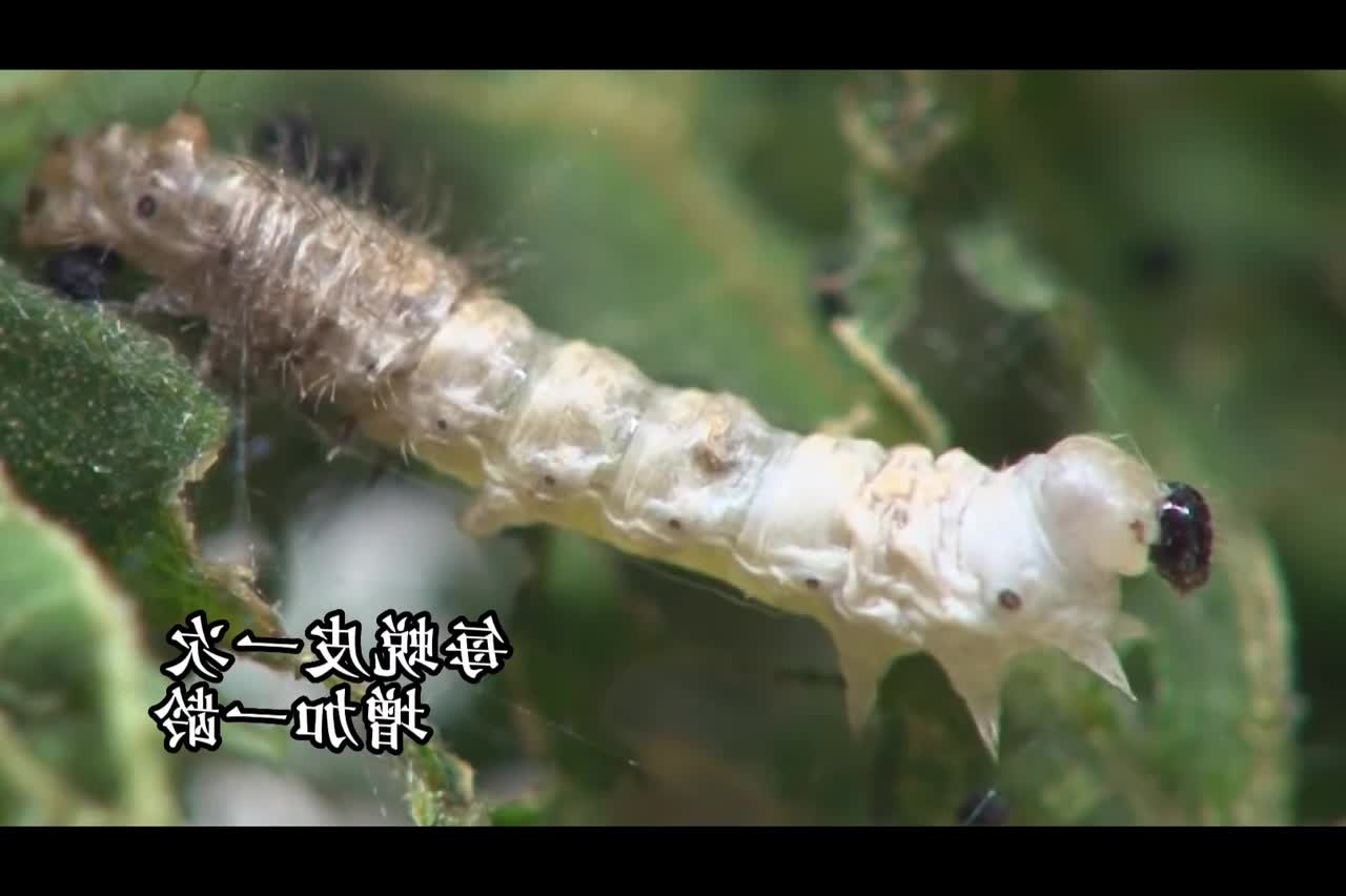 The lifetime of silkworm