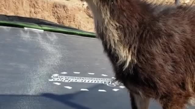 Baby goat joins toddler for trampoline fun