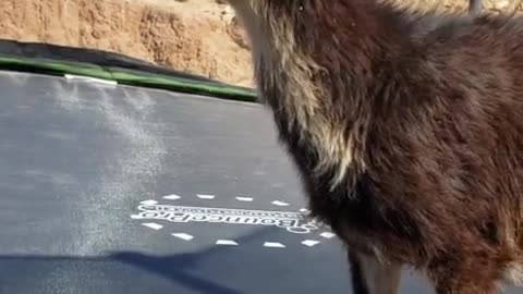 Baby goat joins toddler for trampoline fun