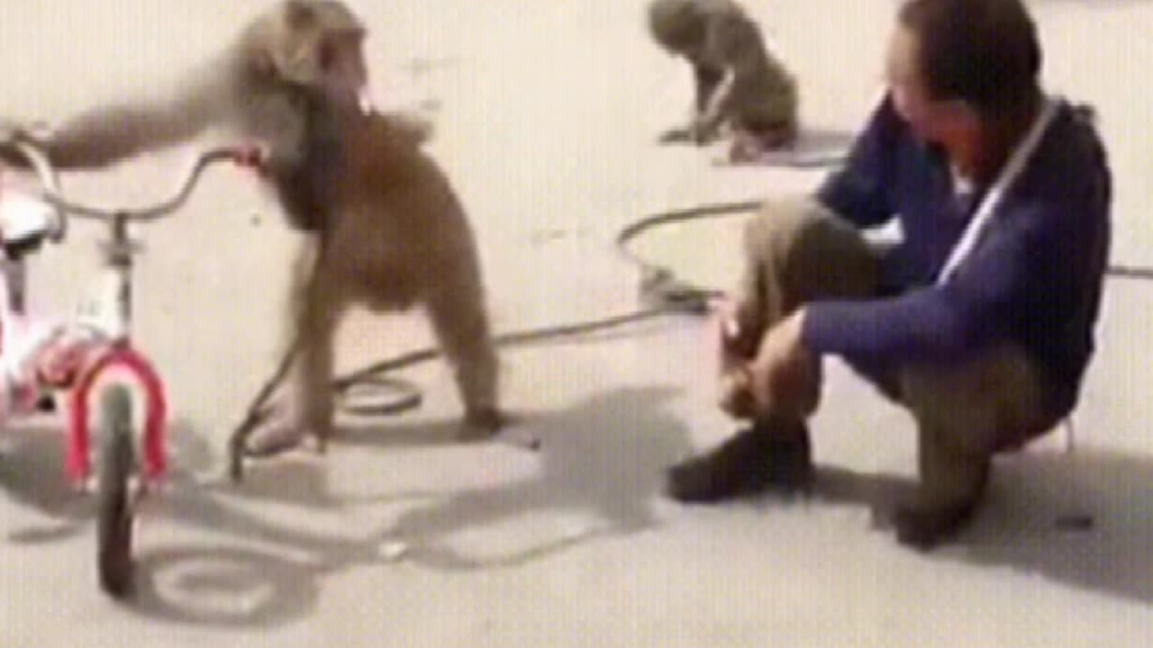 Monkey Hit Comedy