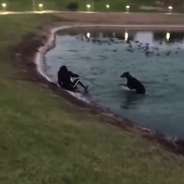 ANIMAL FAILS #shorts #87 #airplane #failscompilation #funnyclips #failscompilation #fails #funny