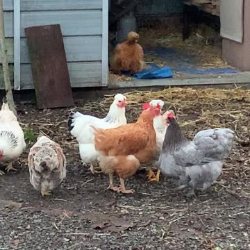 The peck and cleaning service