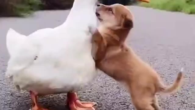 Duck||Dog||Cute||