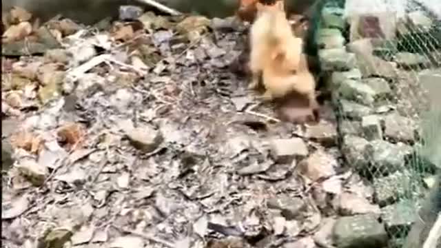 Chicken VS Dog Fight - Funny Animals