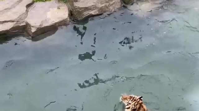 Orignal video
