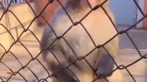 Angry monkey funny monkey video 😂