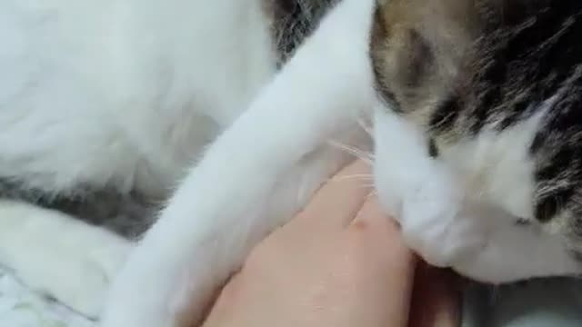 Cat angry when I touch his stomach