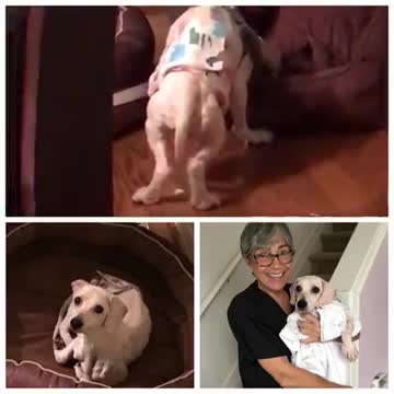 Rescatado de un criadero, vivía en una jaula tan pequeña que no sabía dormir acostado