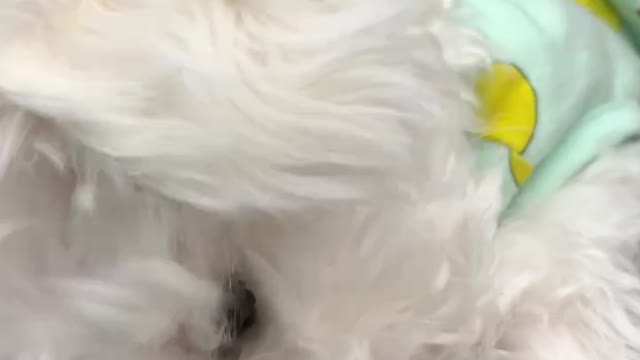 Even if you bite my clothes, they're so cute that's why I let them go.