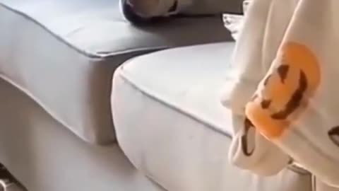 Short funny struggles of pug and corgi