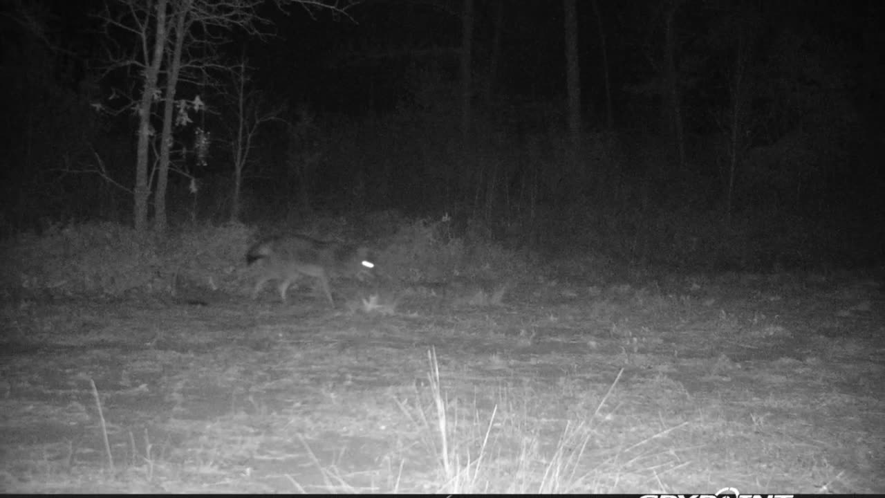 How a Coyote works a set Trailcam pics