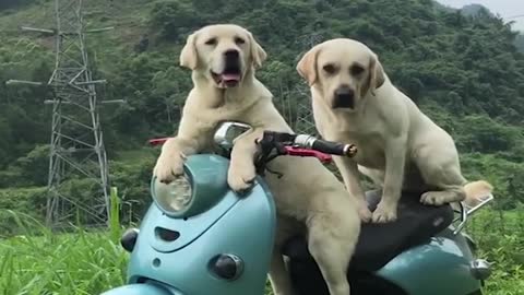 Funniest and cutest Labrador puppies