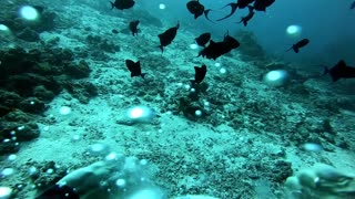 Fish Chasing Bubble Rings