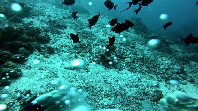 Fish Chasing Bubble Rings