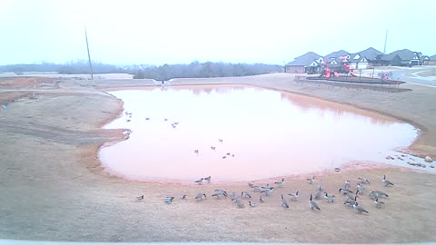 The Pond