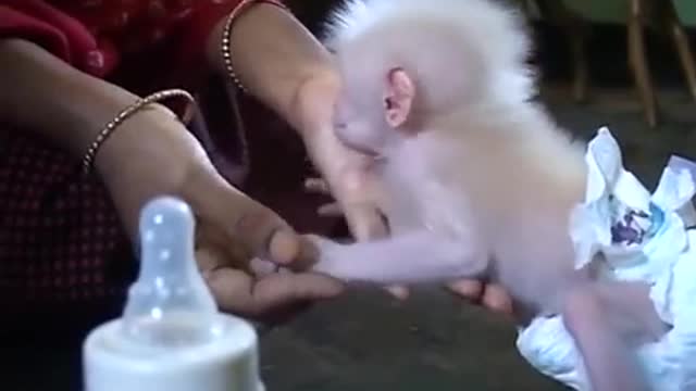 Baby monkey feeding