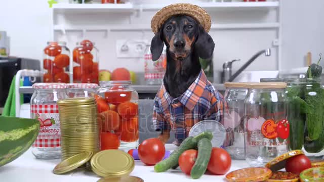 Funny dachshund farmer dog