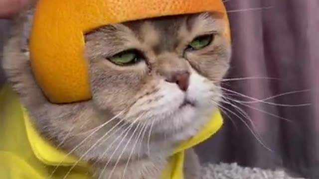 Watching funny cats is the hardest try not to laugh challenge