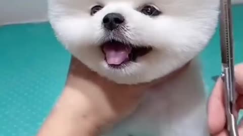 Cute puppy