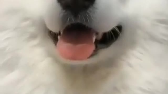 Funny Doggo of the day part1