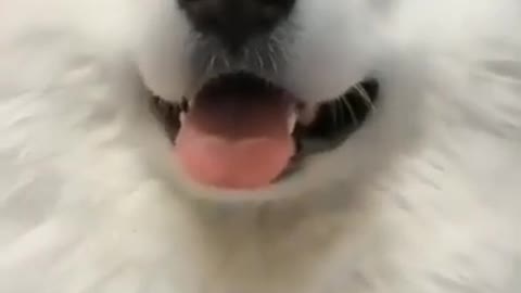 Funny Doggo of the day part1