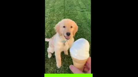 Funny dog videos 2021 ll it's time to Lough with dog's life