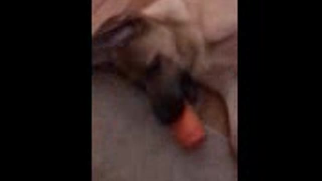 Shepinois converses with his toy