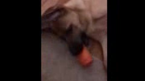Shepinois converses with his toy