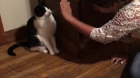 Black and white cat high fives owner