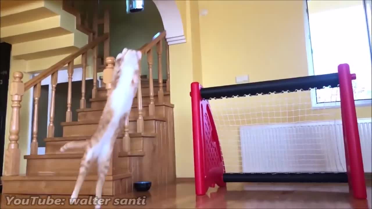 Best Funny cats